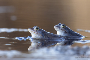 Moorfrösche bei der Balz im Wasser