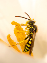 Rotfühler-Wespenbiene