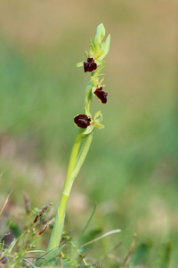 Zum Frühlingsbeginn