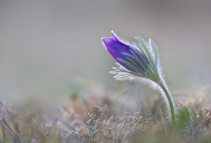 Im Gegenlicht