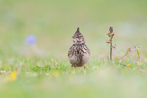 Theklalerche oder Haubenlerche
