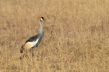 Grauhals-Kronenkranich