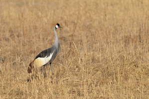 Grauhals-Kronenkranich