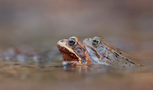 Bei den Grasfröschen ...