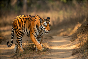Die Königin des Dschungels