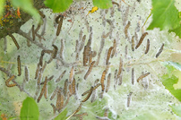 Gespinstmottenuniversum