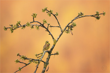 Es muss nicht immer…