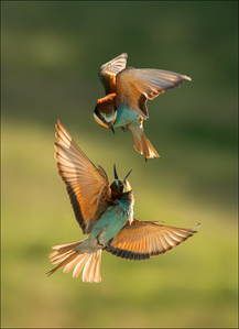 Bienenfresser Akrobatik