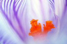 Krokuss Eichhörnchen