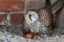 Sie hütet einen Schatz
