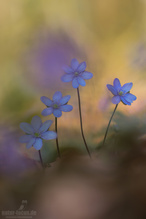 Leberblümchen im Frühlingslicht