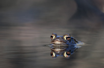 Unterm Busch auf Augenhöhe....