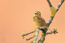 Zaunammer (emberiza cirlus)