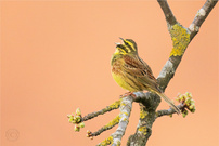 Zaunammer (emberiza cirlus)