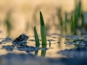 ... Abends am Laichgewässer