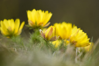 Adonisröschenblüte 2026