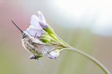 Die ersten Wollschweber