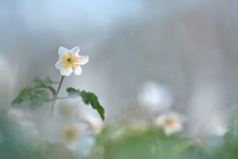 Es ist die Zeit der Buschwindröschen