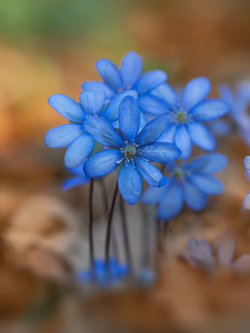 Leberblümchen-Gruppe