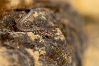 Argwöhnischer Blick