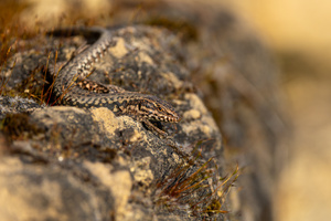 Argwöhnischer Blick