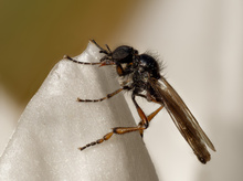 Wie man sich täuschen kann