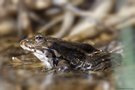 ein Frosch im Schilf