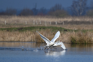 Höckerschwäne am Start