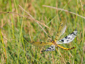 Riesen-Ameisenjungfer,  ein Flügel ist 5 cm lang