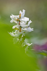 Weißer Lerchensporn