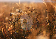 Morgenlicht in der Sommerwiese