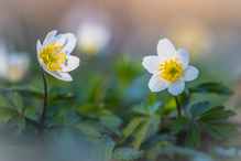 Buschwindröschen Duo