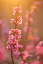 Seidelbast in voller Blüte