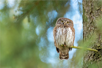 ~ Im Reich der Zwerge ~