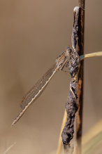 FTGFOP (Finest Tippy Golden Flowery Orange Pekoe)