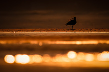 Gefiederpflege am Morgen