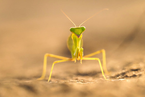 Vom Licht durchleuchtet