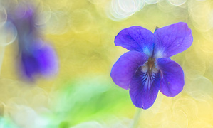 Viola