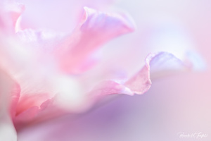 Für ein ganz besonderes Paar