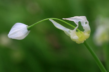 "Berliner Knoblauch"