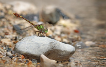 Grüne Sandjungfer (Paragomphus genei)