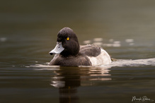 Erpel im Schlichtkleid