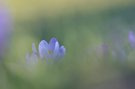 Krokus