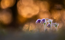 Abends bei den Küchenschellen