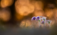 Abends bei den Küchenschellen