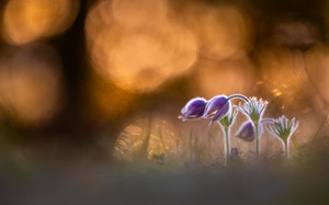 Abends bei den Küchenschellen