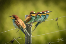 Einer fällt immer aus der Reihe