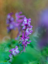 Lerchenspornblüten ...