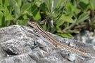 Mauereidechse vom Olymp