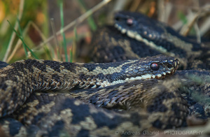 Im Auge der Kreuzotter